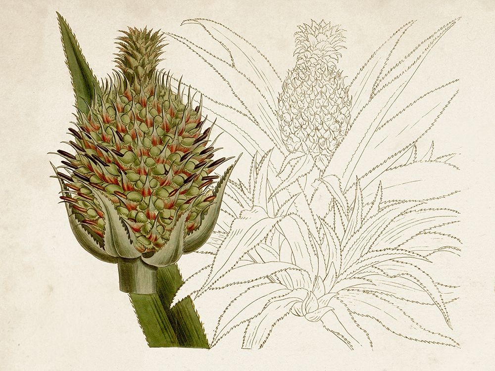 Art Print: Tropical Foliage and Fruit VI