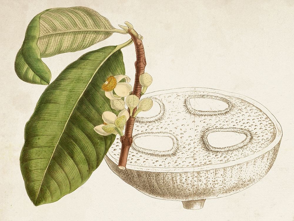 Wall Art Painting id:340156, Name: Tropical Foliage and Fruit VII, Artist: Curtis 