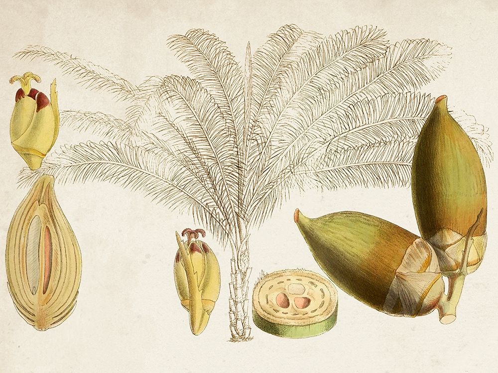 Art Print: Tropical Foliage and Fruit VIII