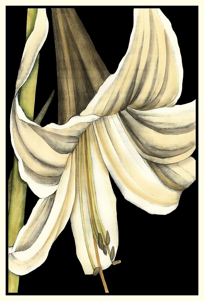 Wall art: Graphic Lily IV, by Goldberger, Jennifer
