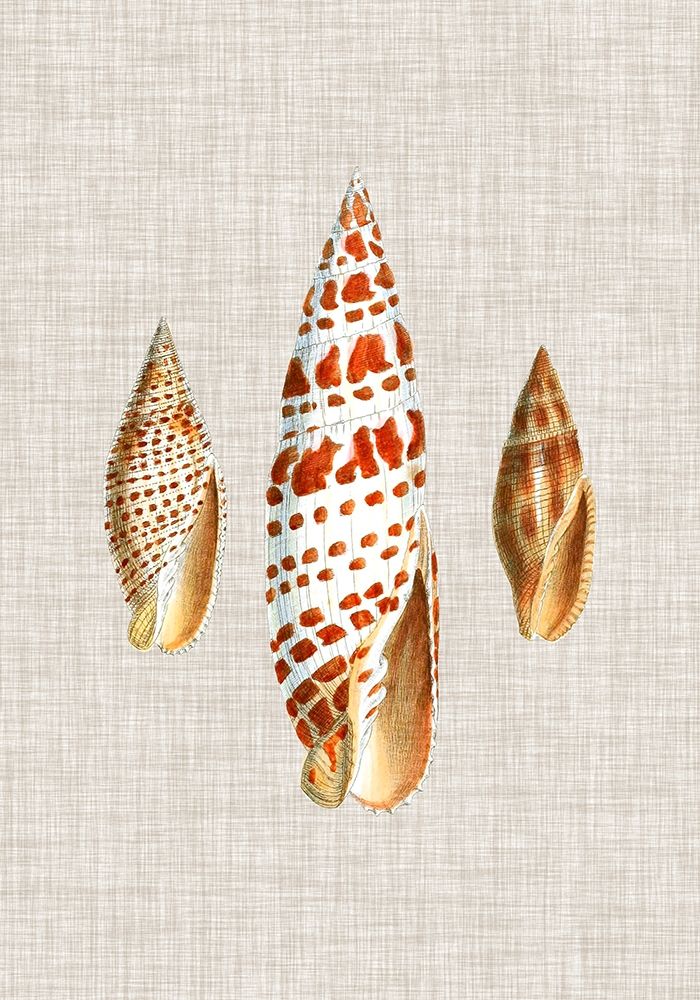Wall Art Painting id:388934, Name: Antique Shells on Linen I, Artist: Vision Studio