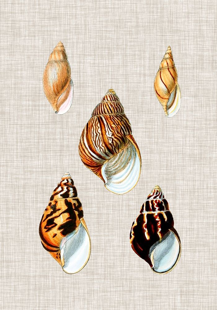 Wall Art Painting id:388935, Name: Antique Shells on Linen II, Artist: Vision Studio