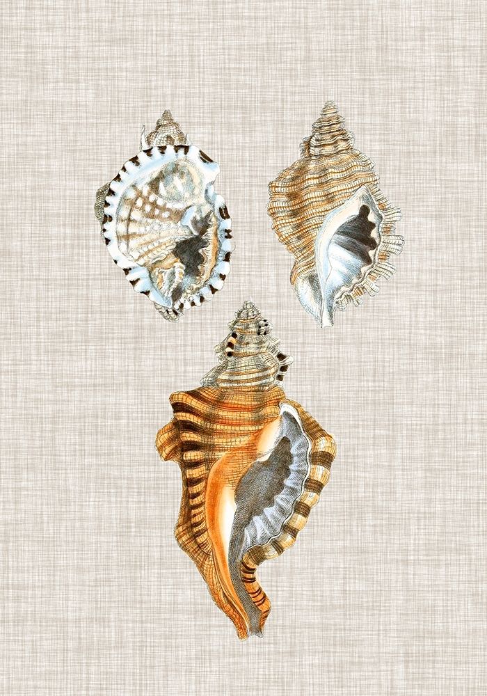 Wall Art Painting id:388936, Name: Antique Shells on Linen III, Artist: Vision Studio