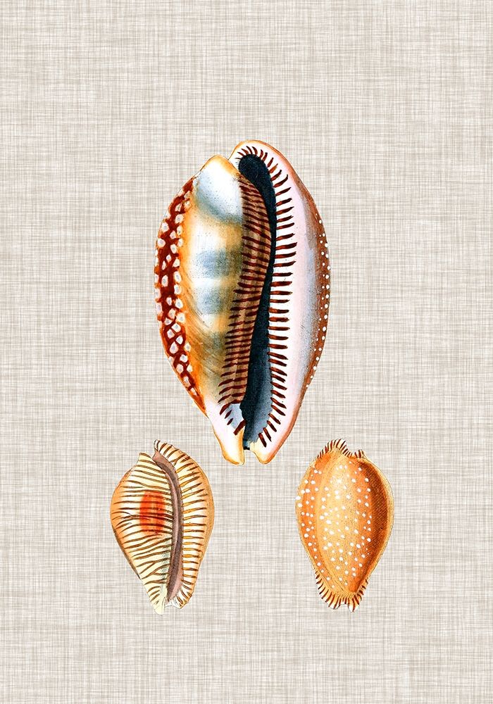 Wall Art Painting id:388938, Name: Antique Shells on Linen V, Artist: Vision Studio