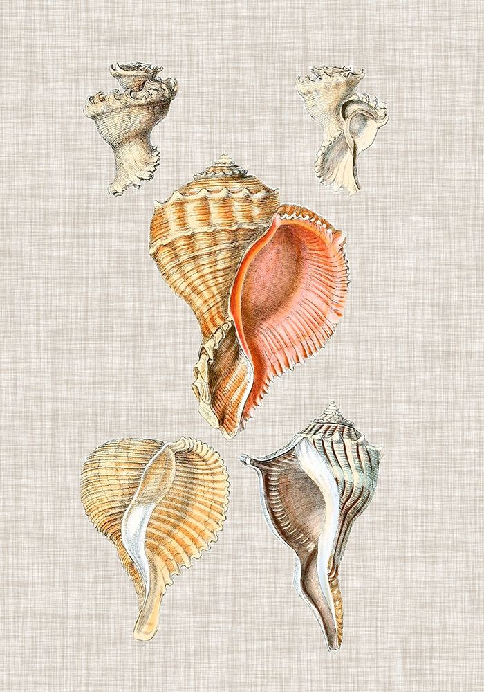 Wall Art Painting id:388939, Name: Antique Shells on Linen VI, Artist: Vision Studio