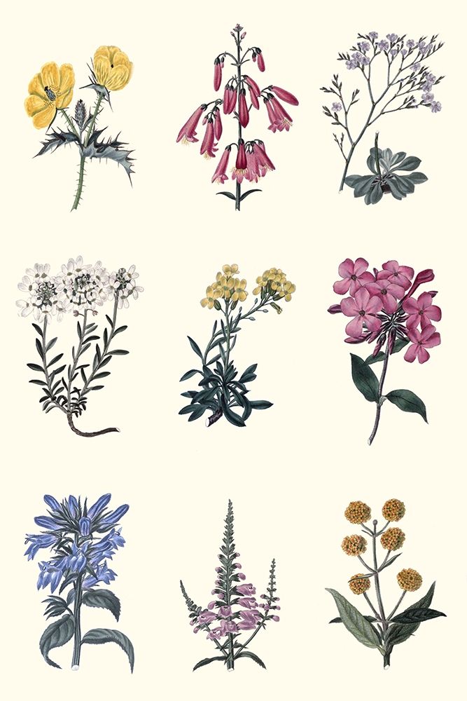 Art Print: Antique Floral Chart