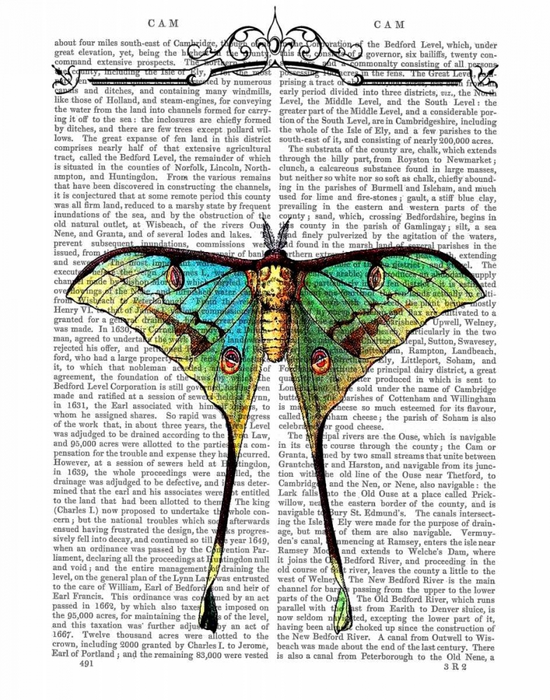 Art Print: Butterfly 1