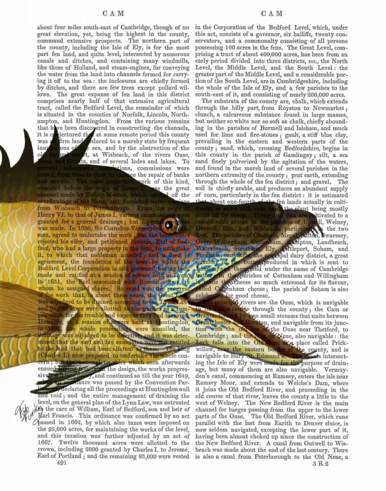 Art Print: Great Hog Fish