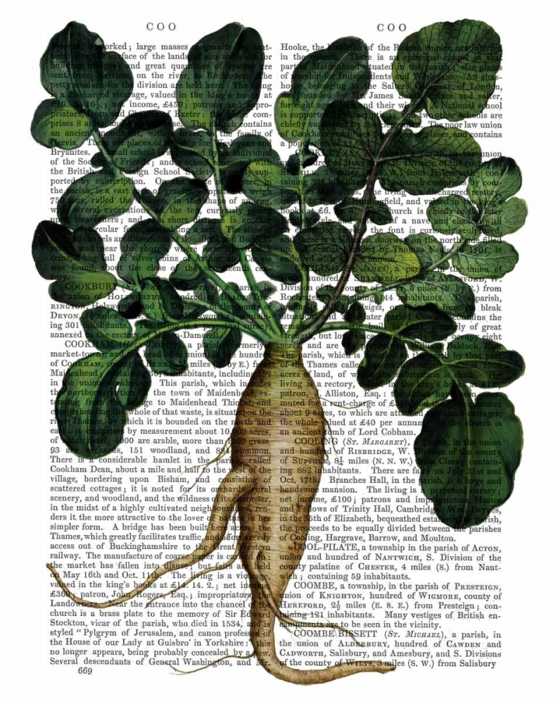 Wall art: Parsnip 1, by Fab Funky