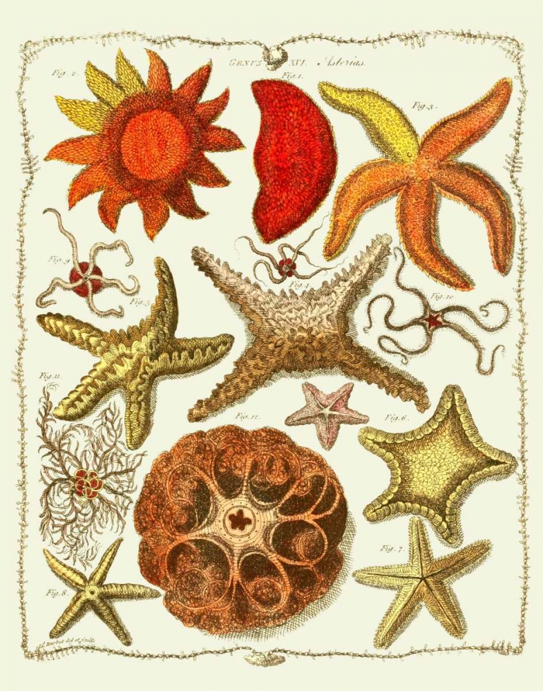 Wall art: Starfish and Sea Urchins a, by Fab Funky
