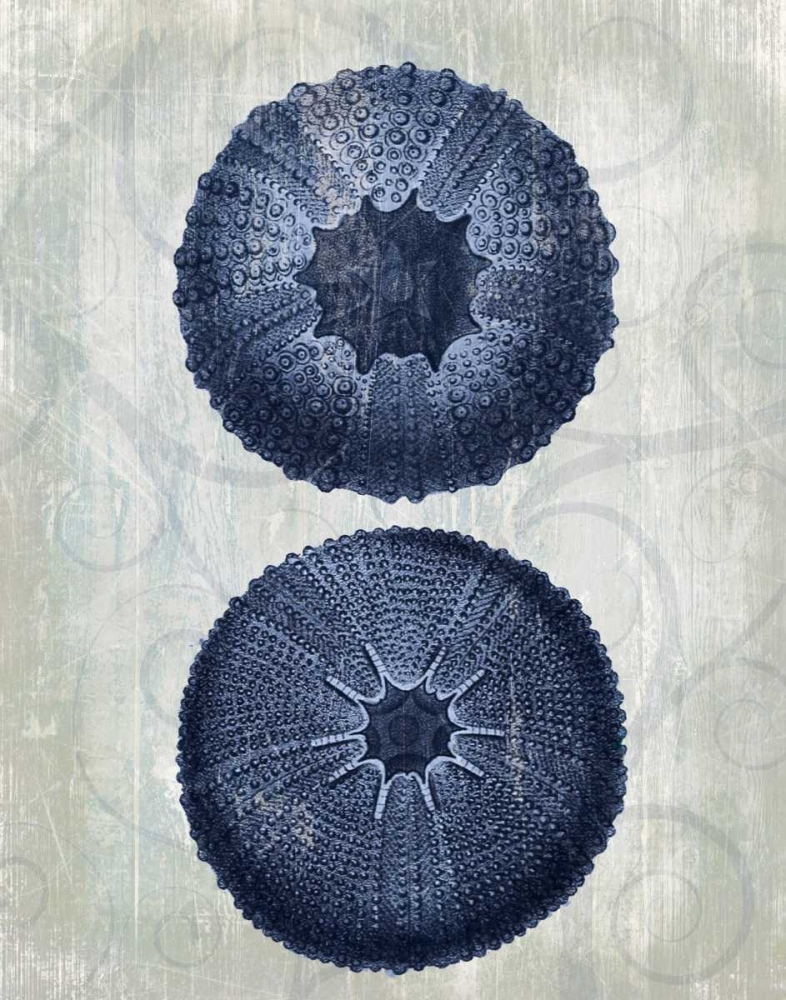 Art Print: Indigo Blue Sea Urchins b