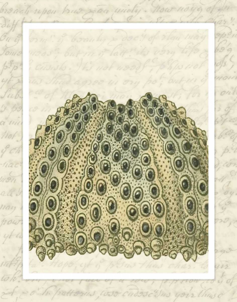 Wall Art Painting id:99039, Name: Blue Corals On VIntage Script d, Artist: Fab Funky