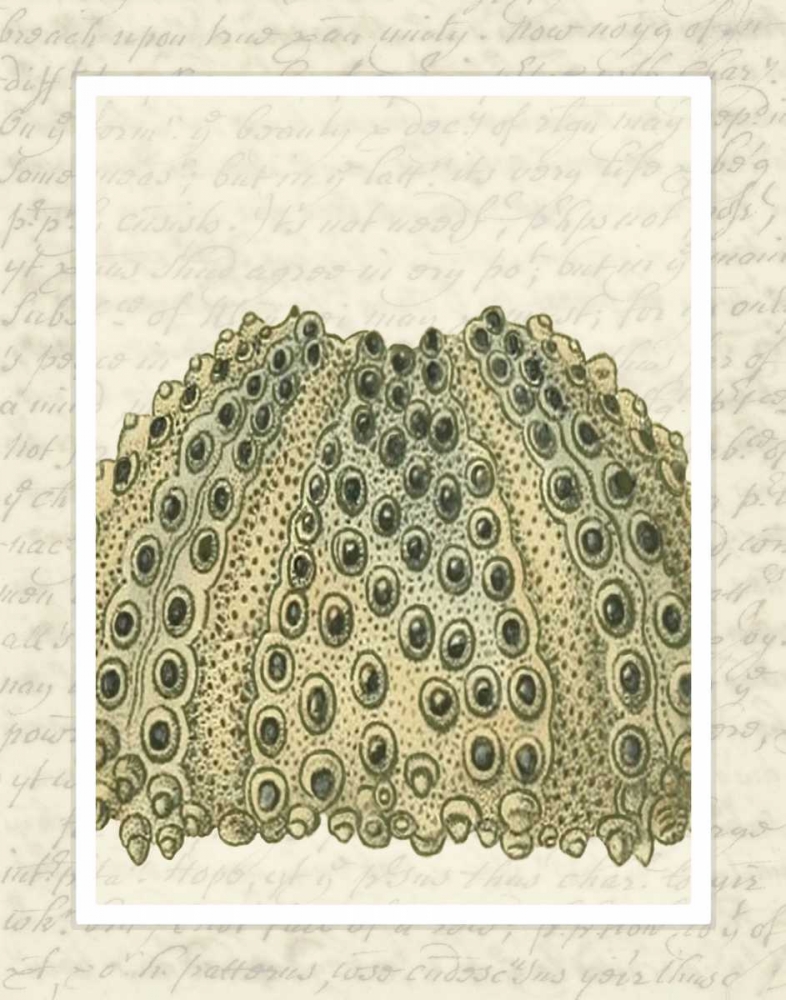 Art Print: Blue Corals On VIntage Script d