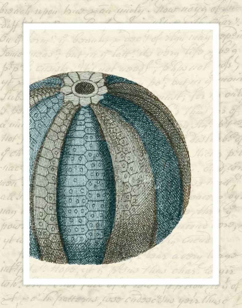 Art Print: Blue Corals On VIntage Script f