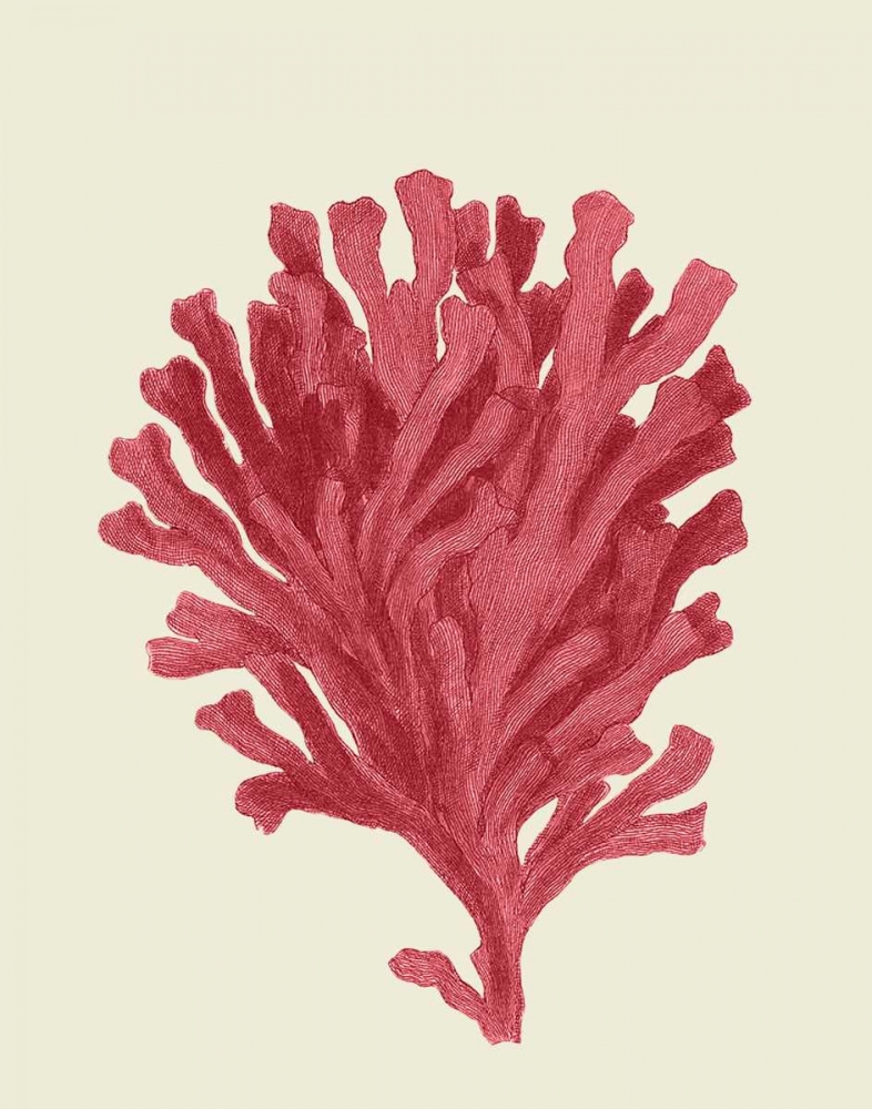 Art Print: Corals Coral On Cream d