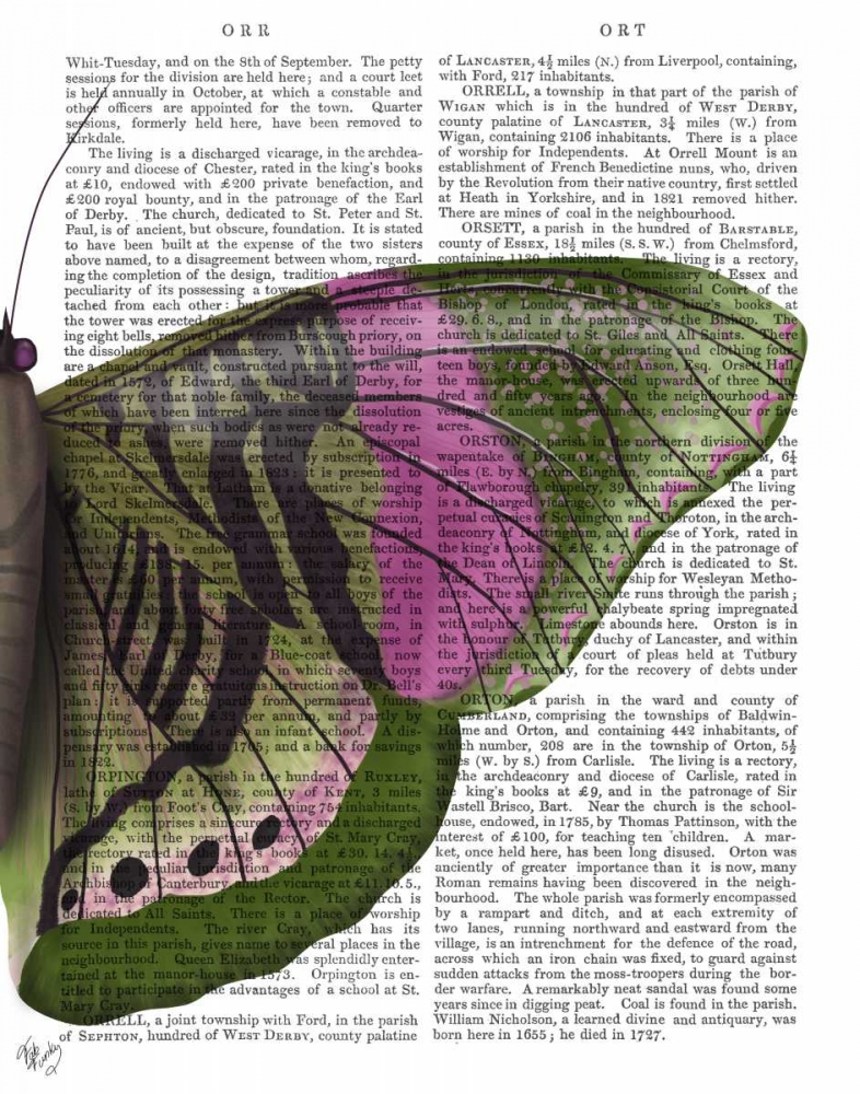 Art Print: Butterfly in Green and Pink b