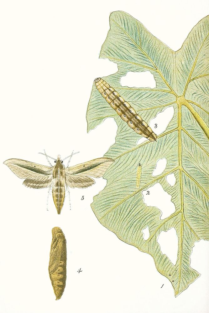 Wall Art Painting id:453812, Name: Antique Butterflies and Leaves I, Artist: Vision Studio 