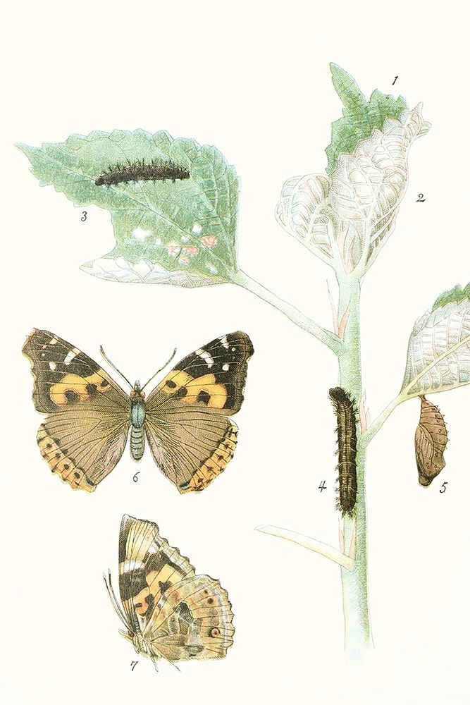 Wall Art Painting id:453814, Name: Antique Butterflies and Leaves III, Artist: Vision Studio 