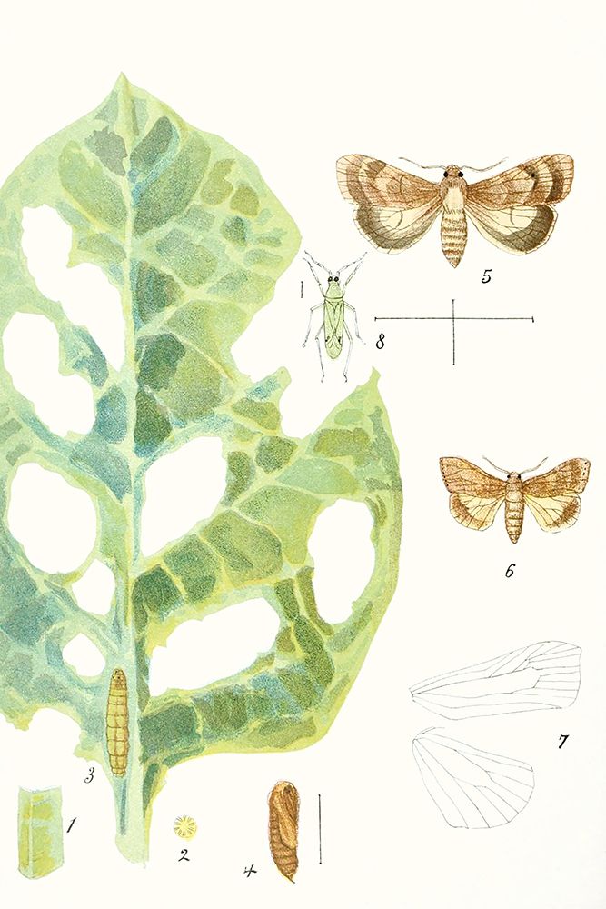 Wall Art Painting id:453815, Name: Antique Butterflies and Leaves IV, Artist: Vision Studio 