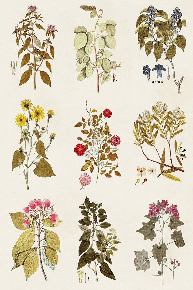 Art Print: Antique Floral Grid I