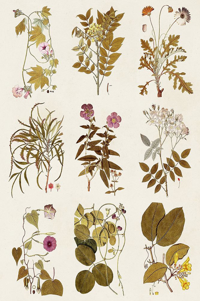 Art Print: Antique Floral Grid II