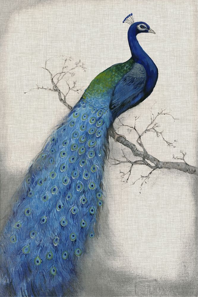 Art Print: Peacock Blue I