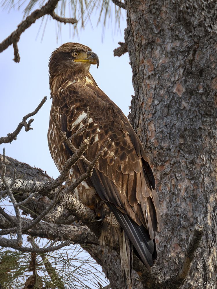 Art Print: Juvenile Bald Eagle
