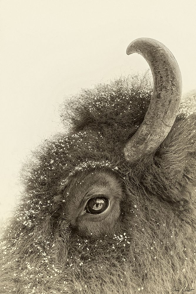 Art Print: Buffalo Eye and Snow