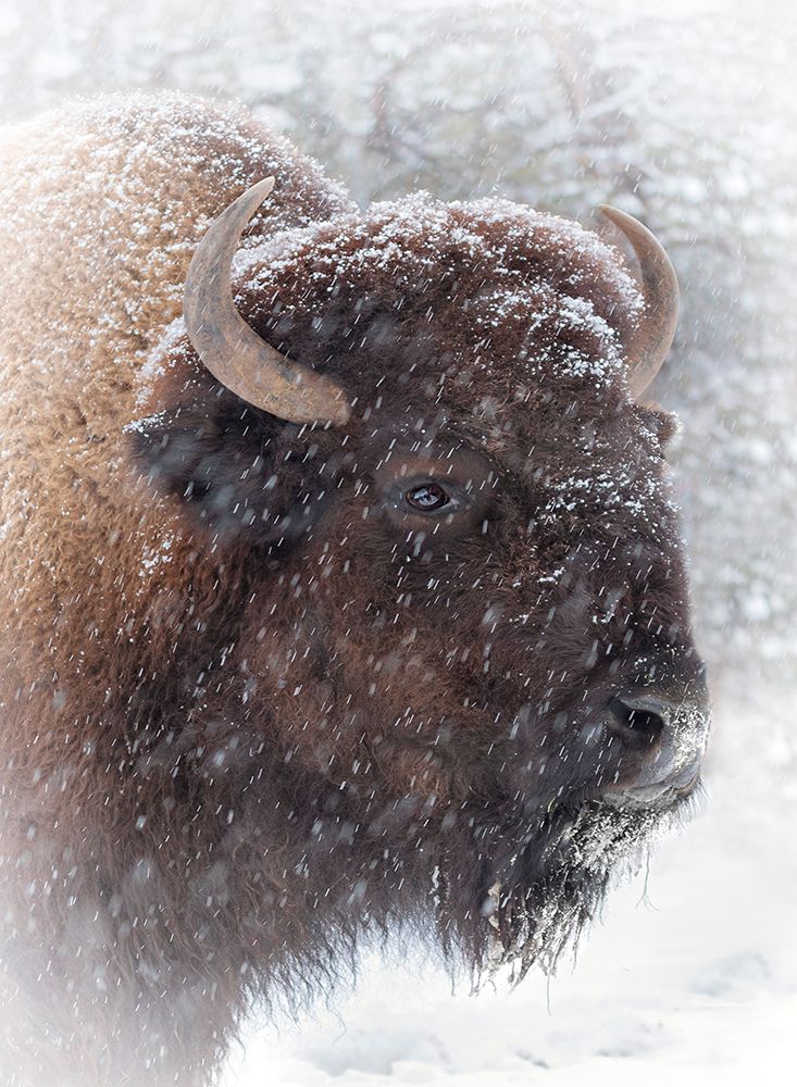 Art Print: Buffalo in Snow