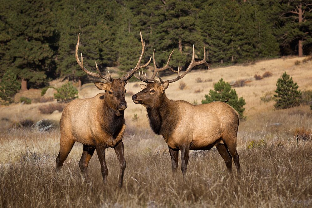 Art Print: Two Elks II
