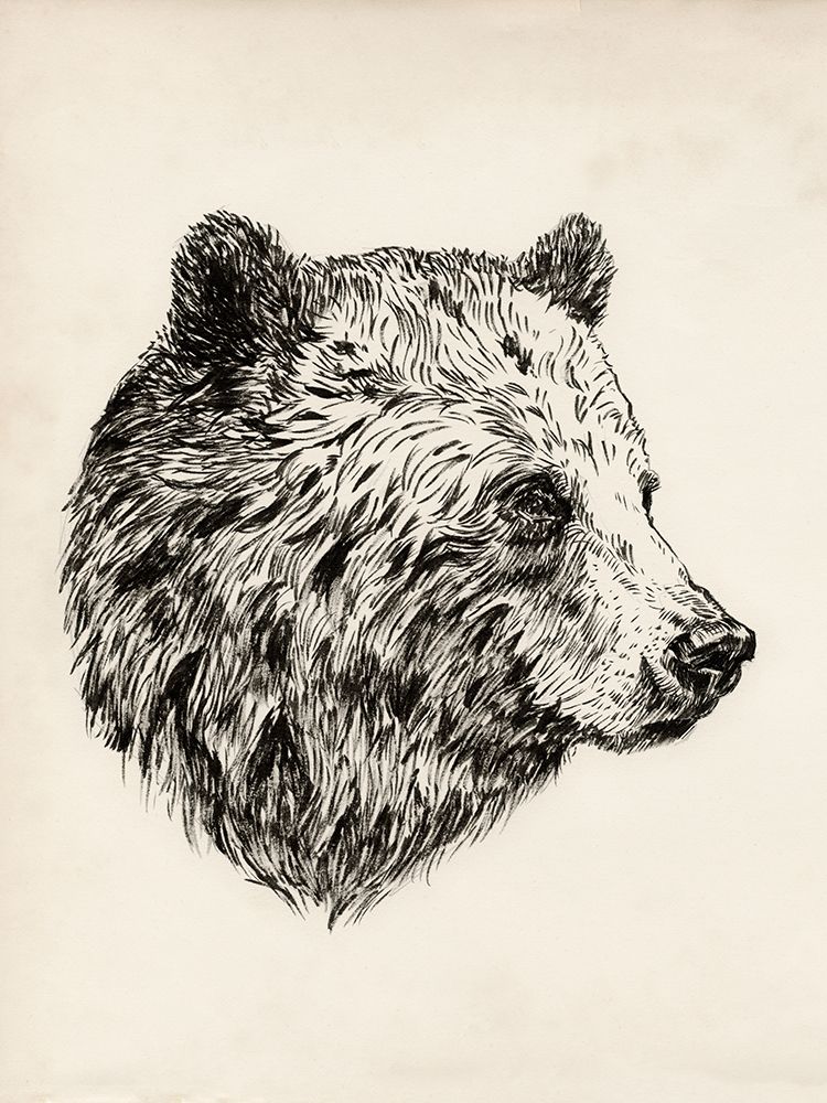 Wall art: Bear Ink Sketch I, by Barnes, Victoria
