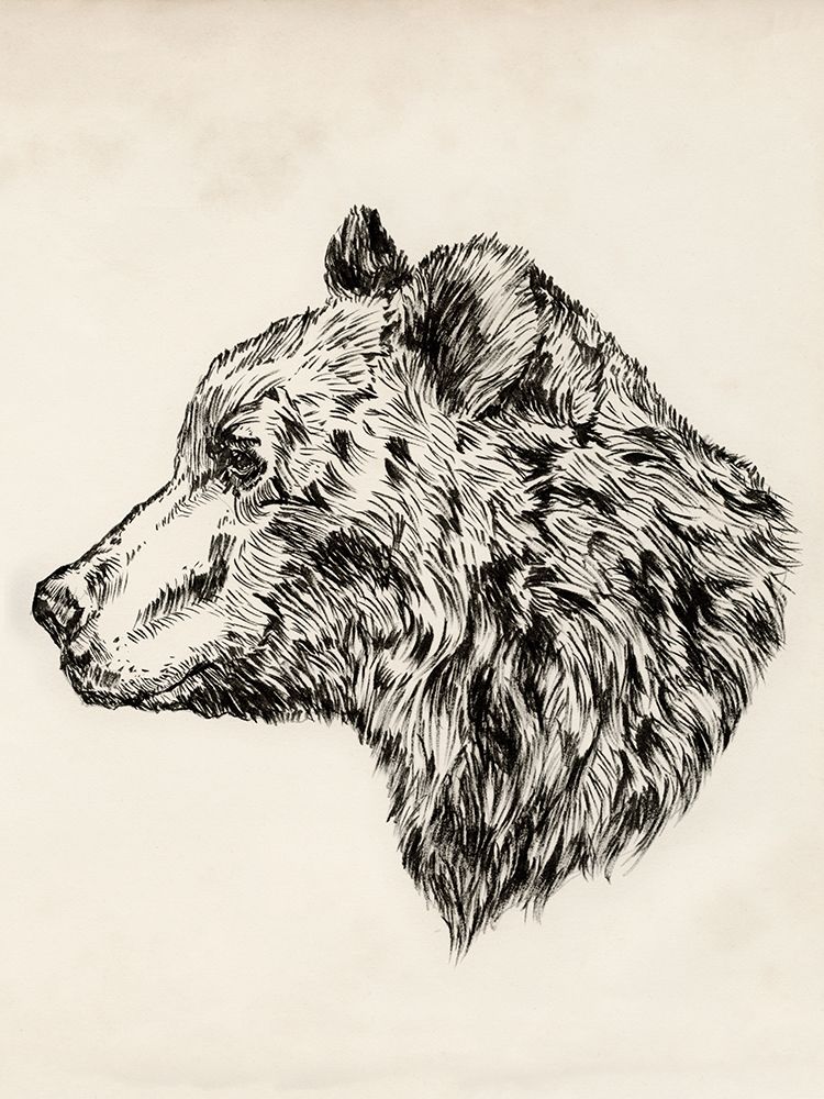 Wall art: Bear Ink Sketch II, by Barnes, Victoria
