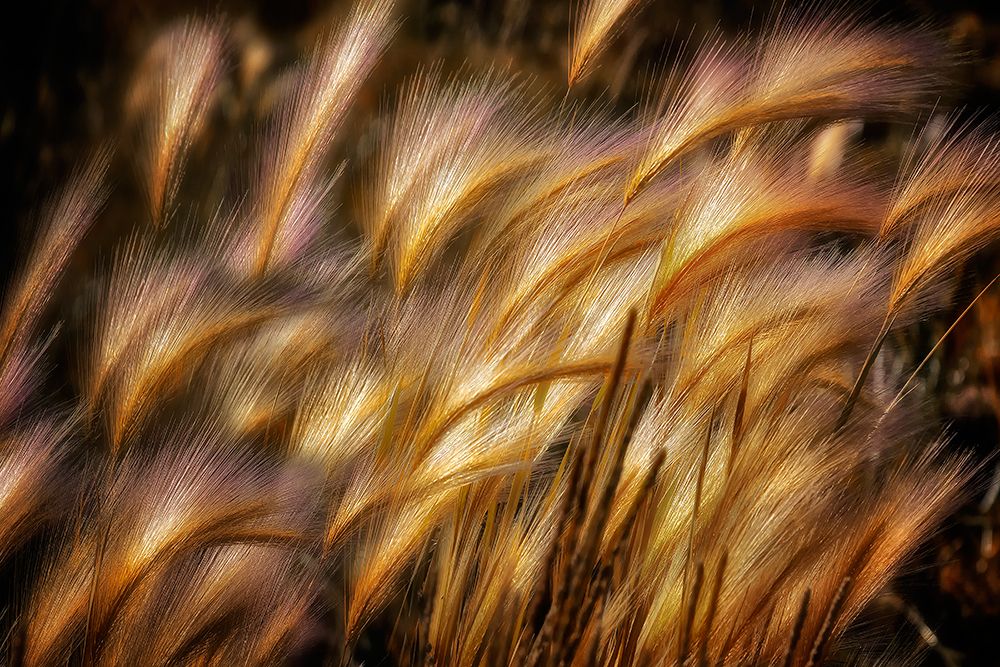 Art Print: Field of Grain