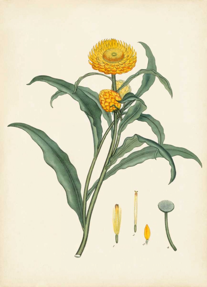 Art Print: Splendors of Botany I