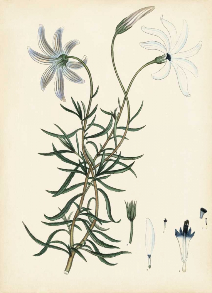 Wall Art Painting id:170321, Name: Splendors of Botany II, Artist: Unknown