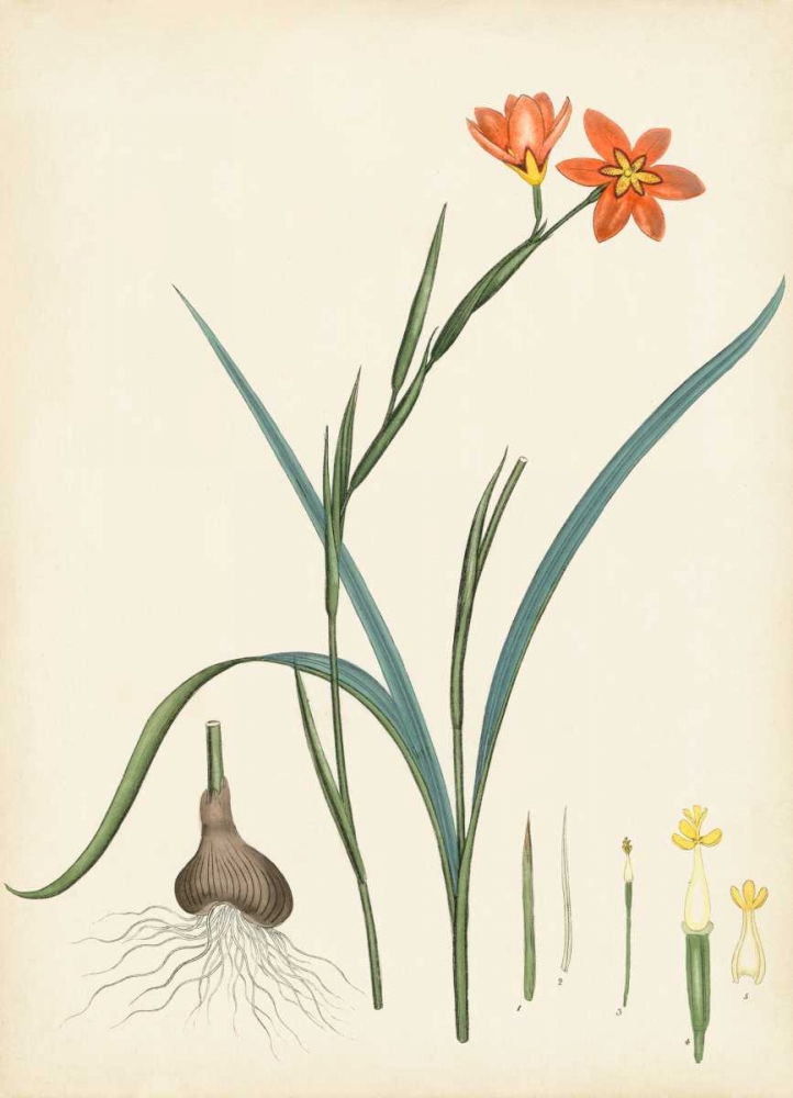 Art Print: Splendors of Botany III