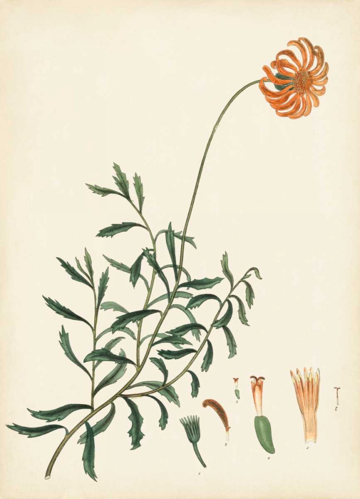 Art Print: Splendors of Botany IV