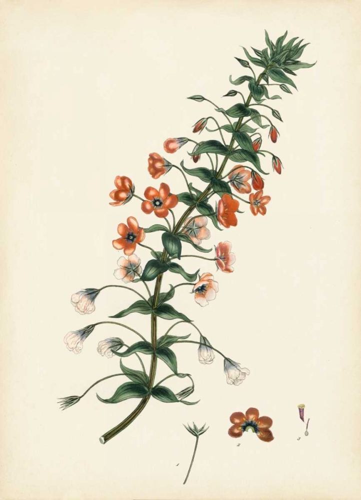 Wall Art Painting id:170324, Name: Splendors of Botany V, Artist: Unknown