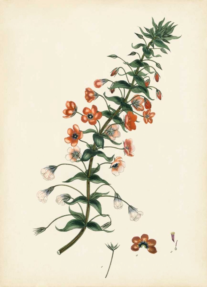 Art Print: Splendors of Botany V