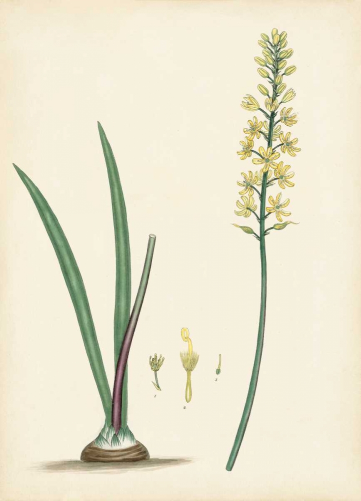 Art Print: Splendors of Botany VI