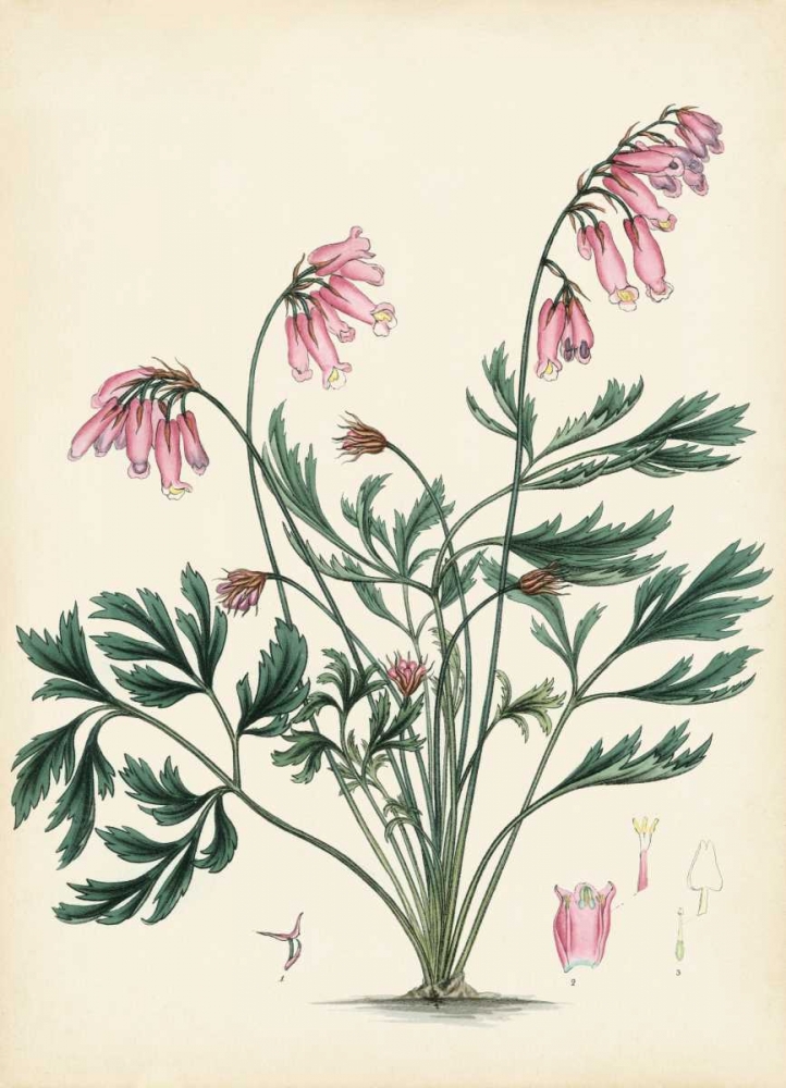 Art Print: Splendors of Botany VII