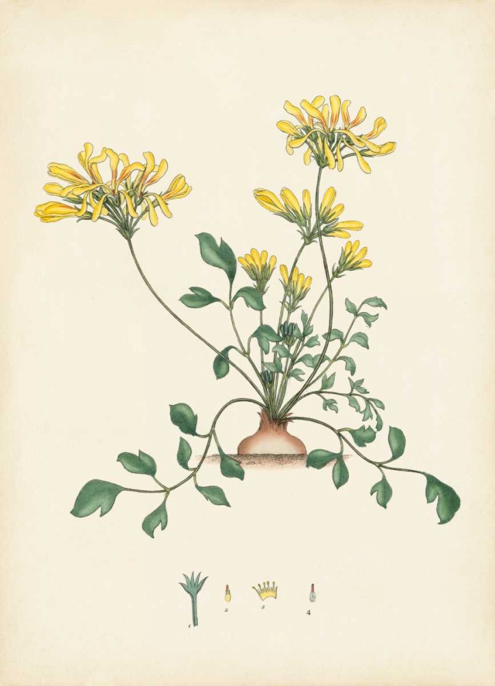 Art Print: Splendors of Botany VIII