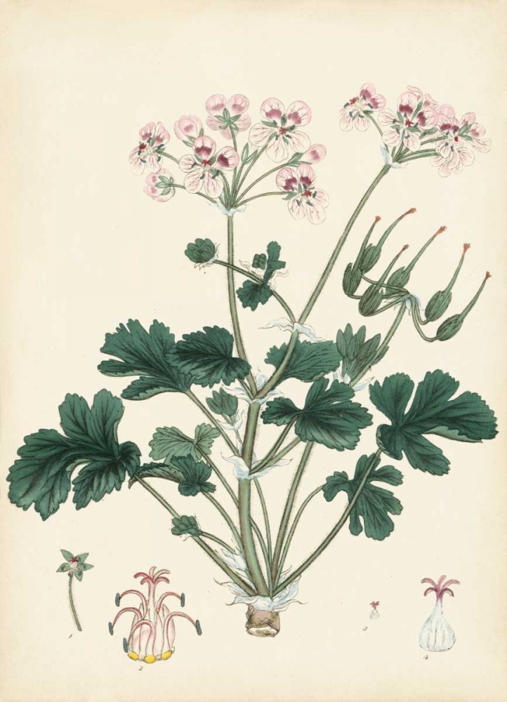 Art Print: Splendors of Botany IX