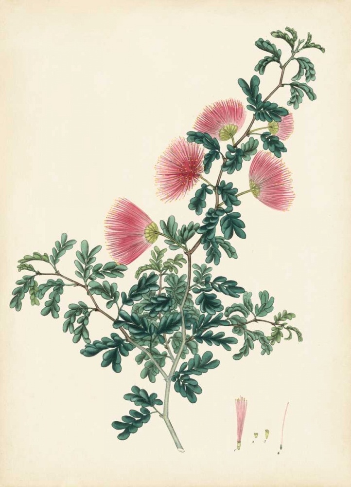 Wall Art Painting id:170329, Name: Splendors of Botany X, Artist: Unknown