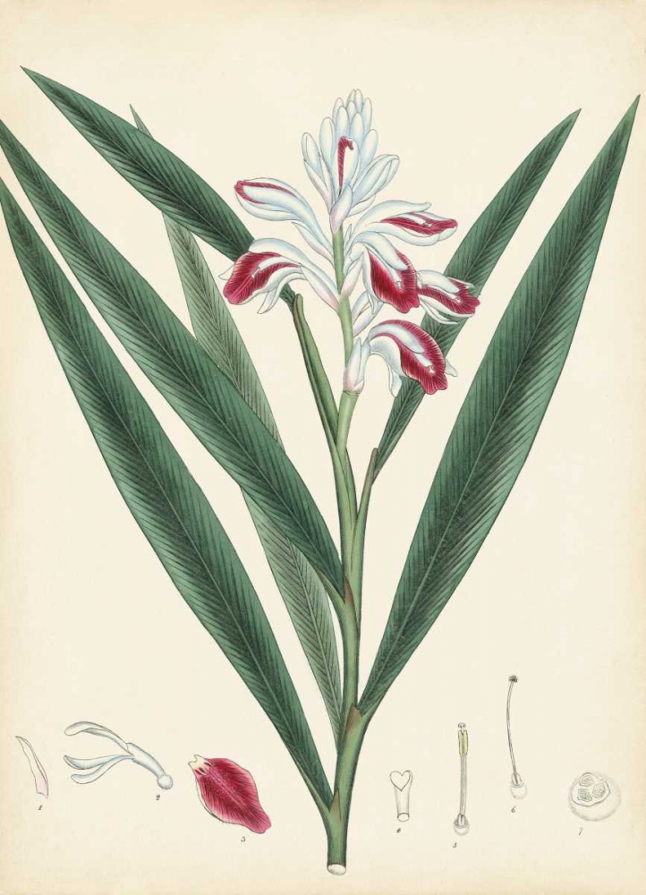 Art Print: Splendors of Botany XI