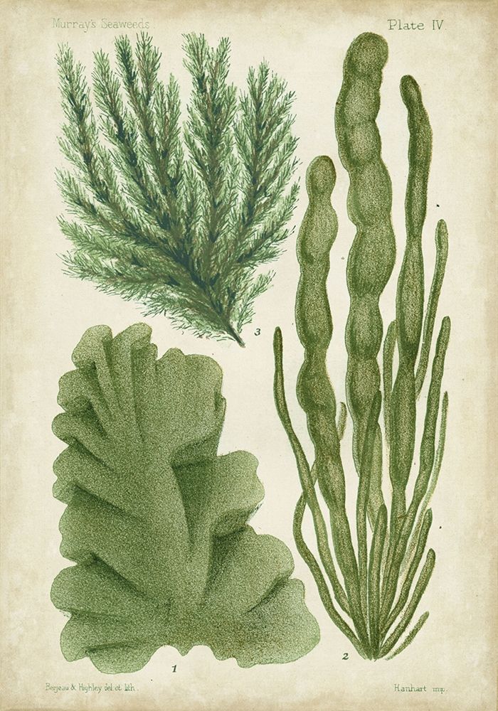 Wall art: Seaweed Specimen in Green I, by Vision Studio