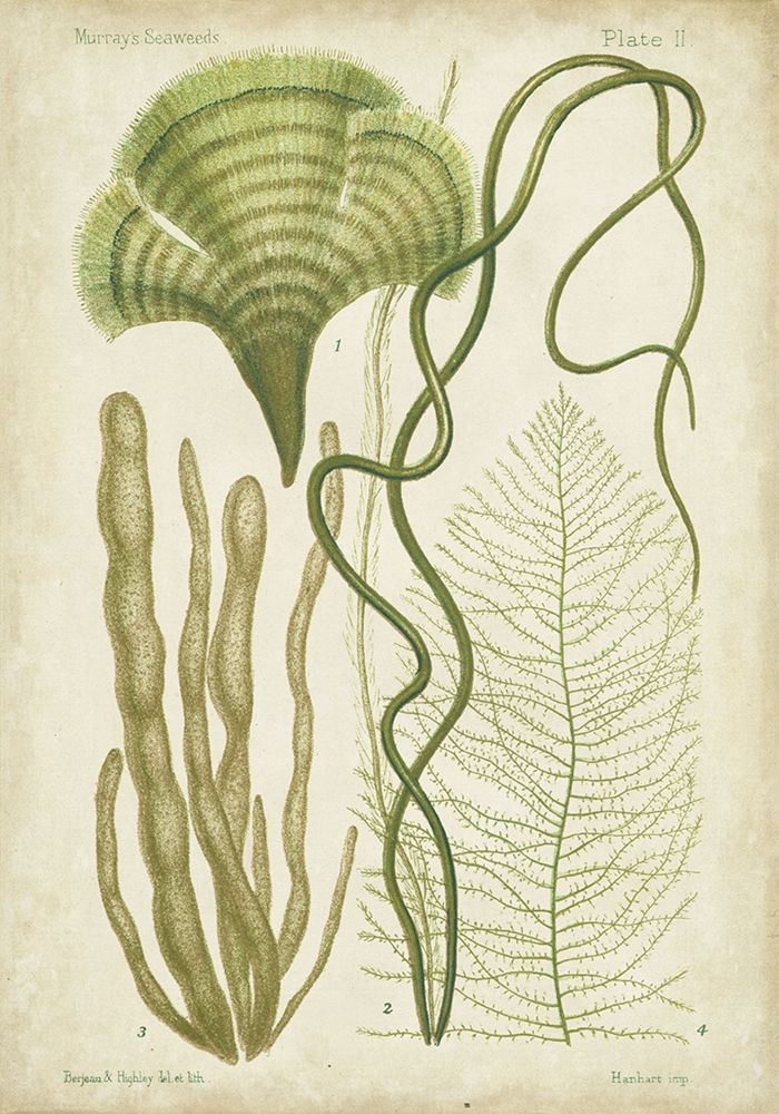 Art Print: Seaweed Specimen in Green II