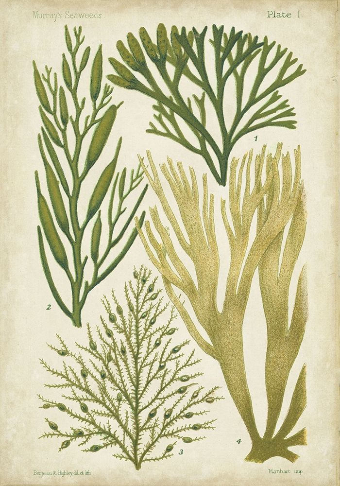 Art Print: Seaweed Specimen in Green III