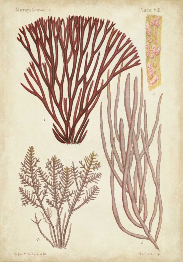 Art Print: Seaweed Specimen in Coral I