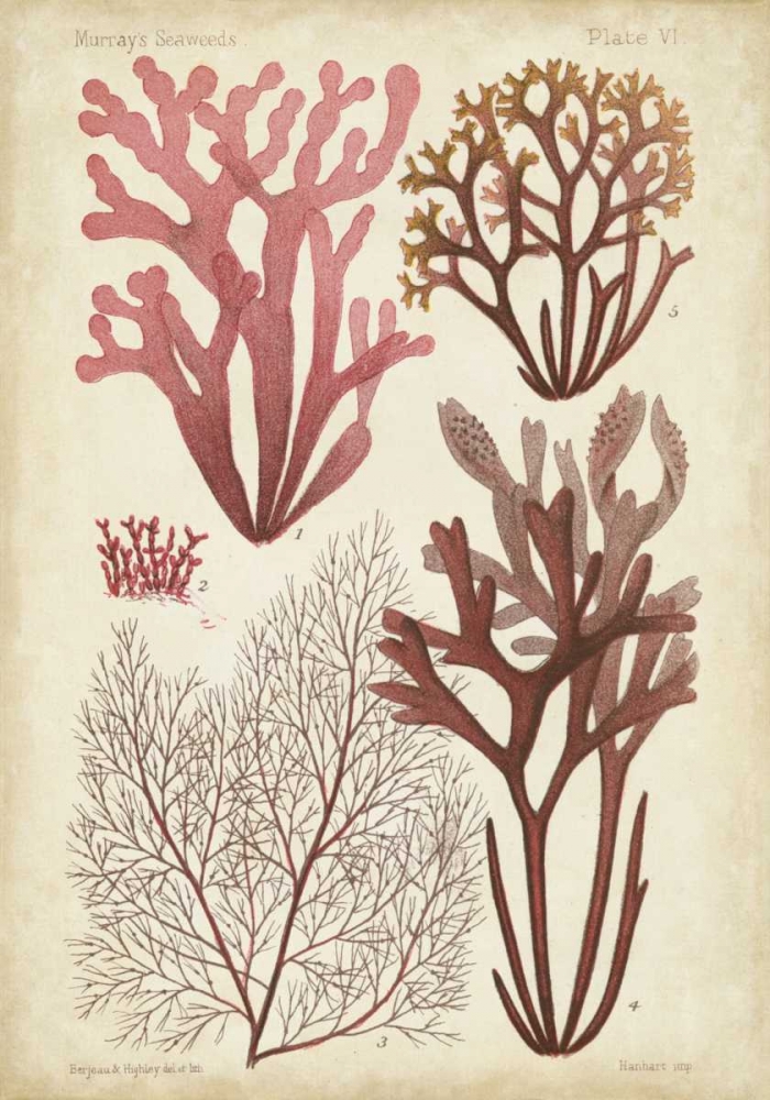 Wall Art Painting id:55671, Name: Seaweed Specimen in Coral II, Artist: Vision Studio